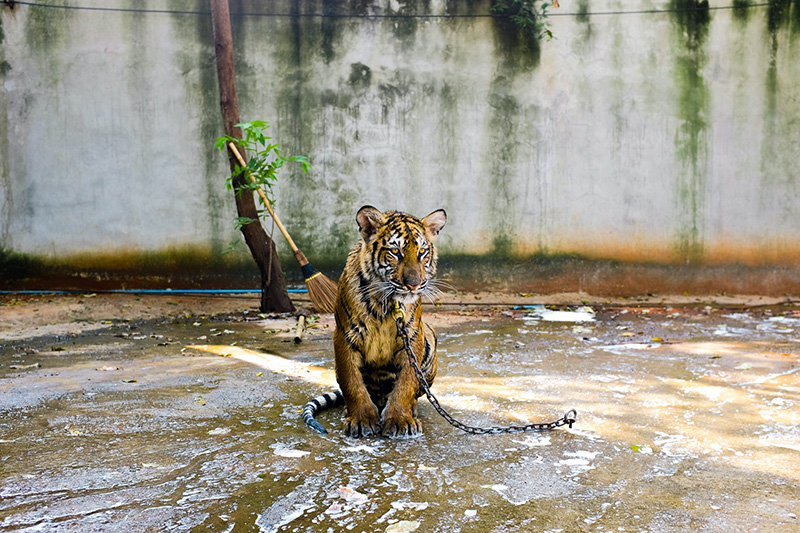 Tiger in Captivity