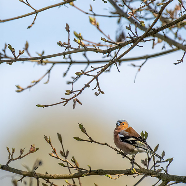 Pretty bird sitting on a tree